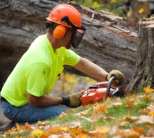 tree services Cedar Springs